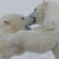 L'ours blanc, "espèce préoccupante" ?