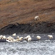 Rassemblement d'ours polaires