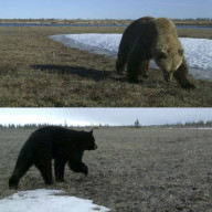 Ours bruns et noirs au pays de l'ours polaire