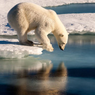 Ours polaire et zoos...