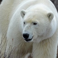 Rencontre avec des ours en Tchoukotka