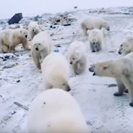 Invasion d'ours polaires en Nouvelle-Zemble