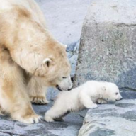 Oursons polaires dans les zoos