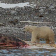 Du mercure dans le cerveau des ours polaires