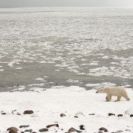 État de la banquise au Canada