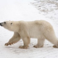 Le Canada et l'ours polaire