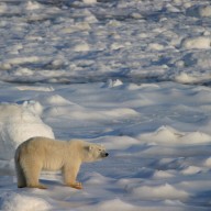 Ours polaire et banquise : un même destin