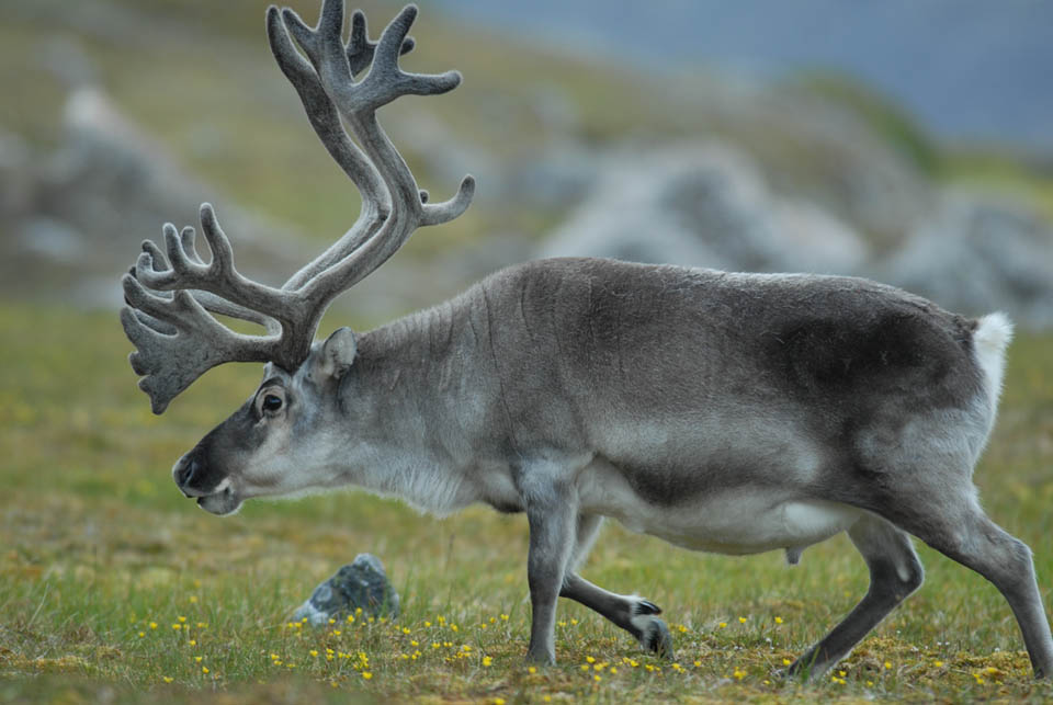 Le monde de l'ours polaire » Renne ou caribou ?