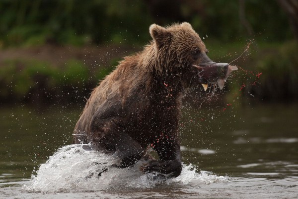 Pêche au saumon au Kamchatka © Rémy Marion