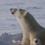 L'ours blanc, nouvelle manne du Nord